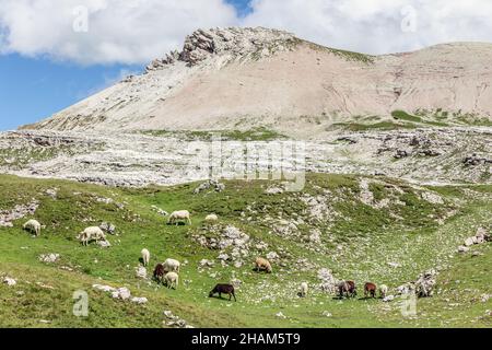 Moutons paître sur un pâturage dans les Dolomites italiens.Jour ensoleillé d'été Banque D'Images