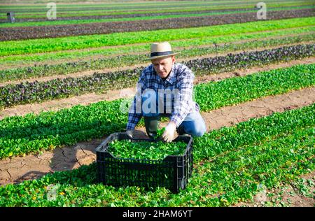 Workman récolte de la salade de maïs vert sur le terrain agricole Banque D'Images