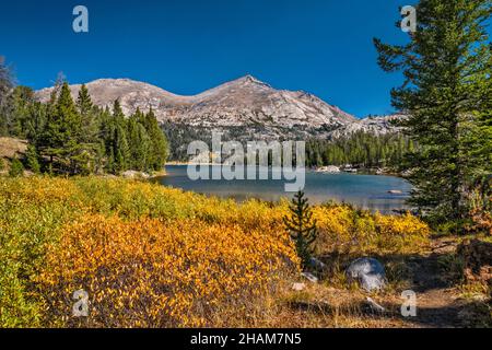 Arbustes à saule coyote de couleur automnale à Big Sandy Lake, Wind River Range, Bridger Wilderness, Bridger Teton National Forest, Wyoming, États-Unis Banque D'Images