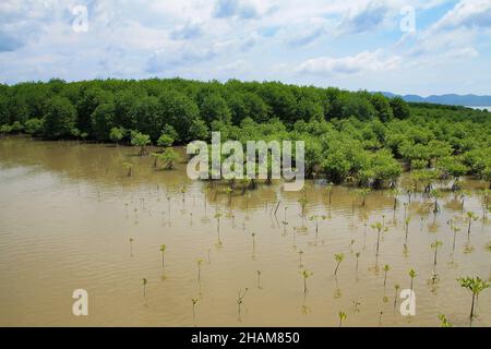 Plantules de mangrove dans une zone de réhabilitation de forêt de mangrove avec un fond du ciel. Banque D'Images