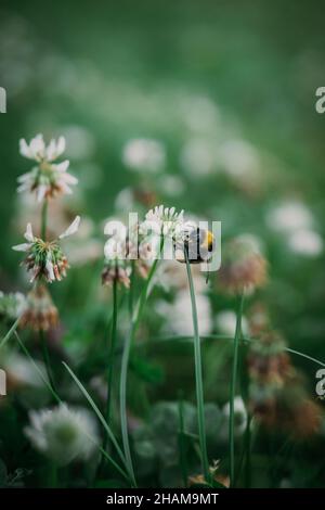 Abeille sur fleur de trèfle Banque D'Images