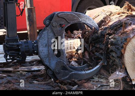 Récolteuse industrielle dans les grumes de récolte forestière.Équipement de chargement pour l'enregistrement.Industrie du bois d'œuvre.Arbre de récolte. Banque D'Images