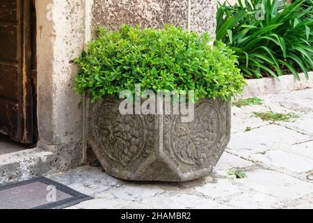 Pot avec buisson de plante verte pour la conception de paysage.Plante en pot avec feuilles fraîches juteuses dans le patio.Jardinage de conteneurs.Jour ensoleillé. Banque D'Images