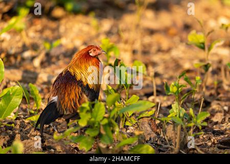 Le portrait d'oiseau de junglewhibou rouge ou de Gallus gallus est l'ancêtre sauvage de la volaille ou du poulet domestique en plein soleil d'hiver au parc national jim corbett en inde Banque D'Images