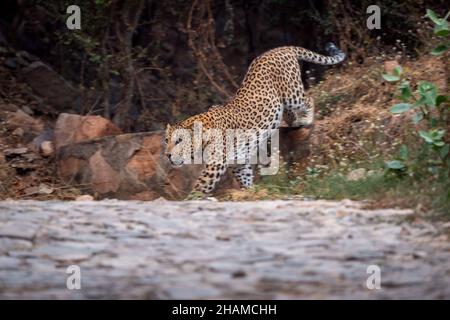 léopard indien sauvage ou panthère sur toute la longueur du profil sur la promenade ou promenade en bas de la colline sur la piste pendant le safari dans la jungle en plein air à la forêt Banque D'Images