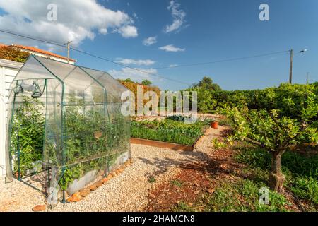 Mini-serre en plastique dans le jardin, pour la culture de semis de légumes à la maison, au début du printemps installé dans le jardin.Pour usage personnel uniquement. Banque D'Images