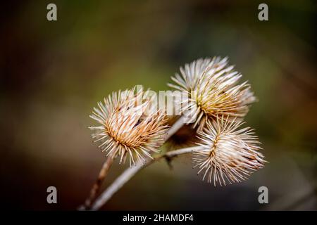 La fleur de chardon a séché en hiver.Alsace France.La fleur est disparue et la corolle forme un motif graphique au-dessus de la tige. Banque D'Images