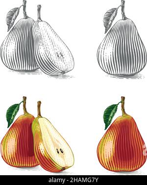 Style d'illustration de dessin à la main Pear coloré avec gravure d'esquisse Illustration de Vecteur