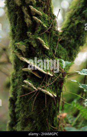 Fixer des champignons sur le tronc d'arbre couvert de mousse le long de Wyming Brook Drive à Fox Holes Plantation, Wyming Brook, Lodge Moor, Sheffield, Angleterre,Ki Uni Banque D'Images