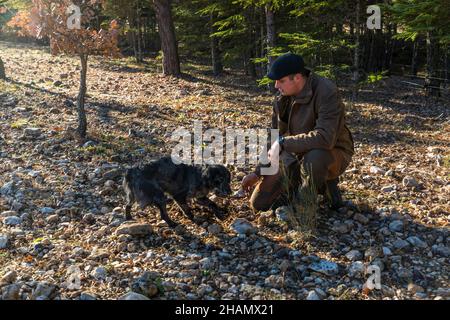 Toutes les races de chiens peuvent être formées comme chiens de chasse aux truffes.Manolo, chien-renifleur de truffe, montre le 'Trufficulteur' Tangay Demachy un lieu de recherche.Pendant la haute saison, 5 chasseurs de truffes travaillent au domaine de Mestre avec leurs chiens.Ils sont payés par semaine et en poids de truffes.Bauduen, France Banque D'Images