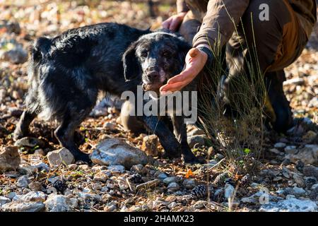 Toutes les races de chiens peuvent être formées comme chiens de chasse aux truffes.Manolo, chien-renifleur de truffe, montre le 'Trufficulteur' Tangay Demachy un lieu de recherche.Pendant la haute saison, 5 chasseurs de truffes travaillent au domaine de Mestre avec leurs chiens.Ils sont payés par semaine et en poids de truffes.Bauduen, France Banque D'Images