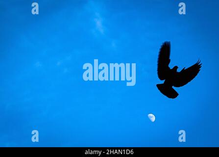 Katmandou, Bagmati, Népal.14th décembre 2021.Un pigeon vole contre une lune montante à Katmandou, au Népal, le 14 décembre 2021.(Image de crédit : © Sunil Sharma/ZUMA Press Wire) Banque D'Images