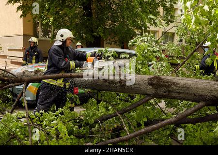 28 mai 2021, Riga Lettonie: Un vent fort a brisé un arbre qui est tombé sur une voiture garée à proximité, catastrophe backgro und Banque D'Images