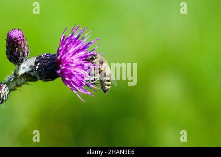 Gros plan d'une abeille sur un marais Thistle.On Common Land dans le sud du pays de Galles Banque D'Images