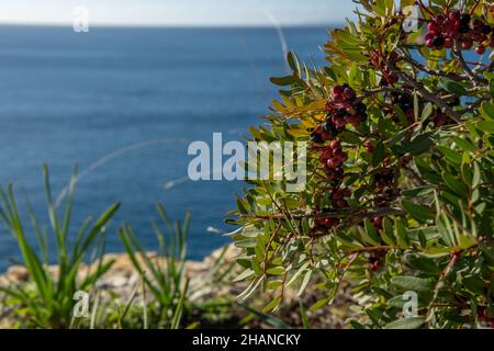 Gros plan de la fabrique de mastic, Pistacea lentiscus, avec des fruits rouges et noirs.En arrière-plan, hors foyer, la mer Méditerranée Banque D'Images