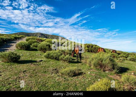 Vue sur le paysage avec les montagnes et les chevaux à Puerto de Honduras, Extremadura, Espagne. Banque D'Images