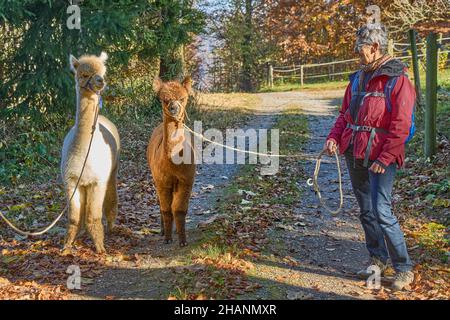 La femme en blouson rouge marche deux Alpacas, beige et marron, sur Un chemin forestier.Bauma Zurich Oberland Suisse Banque D'Images