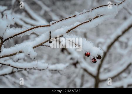 Branche avec rosehip recouvert de rime givré.Image macro d'hiver.Basse température.Hoarfrost sur les branches d'hiver.froid gel prévisions météo, nuageux Banque D'Images