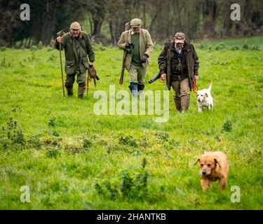 Trois messieurs marchant de la route sur le shoot faisan, Hampshire, Angleterre. Banque D'Images