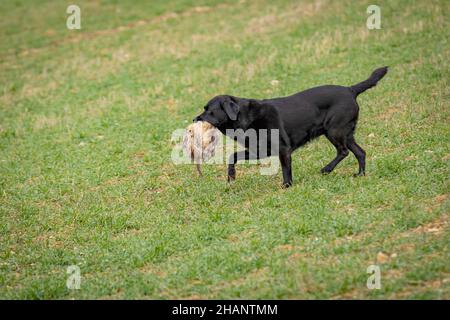 Chien de Labrador noir de récupération de tir faisan sur le tir de jeu. Banque D'Images