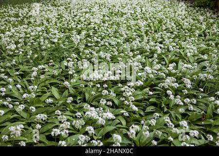 Allium ursinum ou ail sauvage couvre le fond de la forêt, Allemagne, Europe Banque D'Images