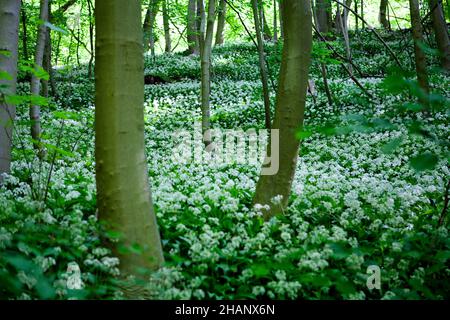 Allium ursinum ou ail sauvage couvre le fond de la forêt, Allemagne, Europe Banque D'Images