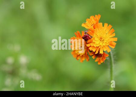 gros plan d'une jolie fleur en tweed orange sur un arrière-plan vert flou avec espace de copie, vue latérale Banque D'Images