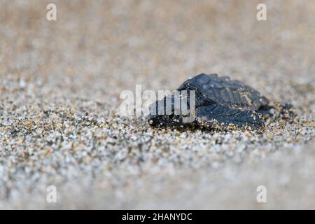 Unechte Karetschildkroete, Caretta, caretta, éclosion de tortues marines de la tête de mer Banque D'Images