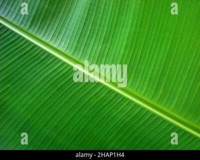 Motif feuilles d'Heliconia sur le jardin Banque D'Images