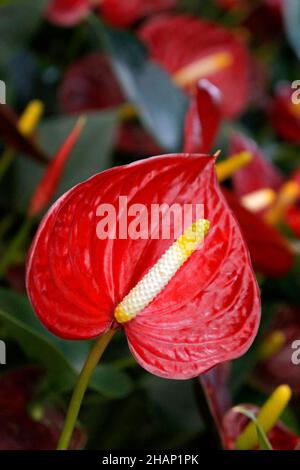 Fleur de flamants roses rouges (Anthurium andraeanum) Banque D'Images