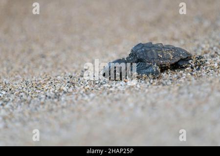 Unechte Karetschildkroete, Caretta, caretta, éclosion de tortues marines de la tête de mer Banque D'Images
