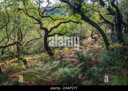 Automne à Horner Wood, Horner Combe, Parc national d'Exmoor, Somerset Banque D'Images