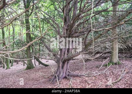 Kingley Vale, la réserve naturelle nationale de Kingley Vale, un bosquet d'arbres anciens qui sont estimés parmi les plus anciens éléments vivants en Grande-Bretagne, et l'une des plus belles forêts d'if en Europe de l'Ouest.La réserve naturelle est l'occasion idéale de photographier certains des arbres entordus géants.West,Sussex,South,of,Southern,England,English,GB,Grande-Bretagne,British,UK,United Kingdom,Europe,European Banque D'Images