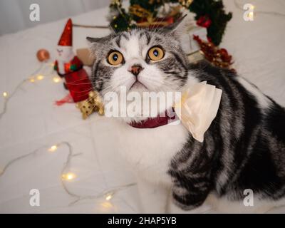 Joli chat tabby avec décorations de Noël sur lit blanc dans l'intérieur de la chambre Banque D'Images