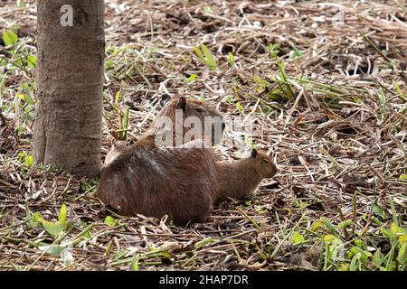 Famille de capybara dans le Pantanal brésilien Banque D'Images