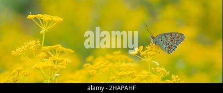 Argynnis niobe (Niobe Fritillary) papillon frais sur une belle fleur Banque D'Images