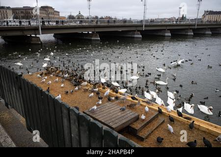 Grande colonie d'oiseaux aquatiques hivernants, cygnes, canards et autres oiseaux aquatiques se nourrissant sur l'eau en hiver dans le parc de la ville de Stockholm.Nourrir les oiseaux Banque D'Images