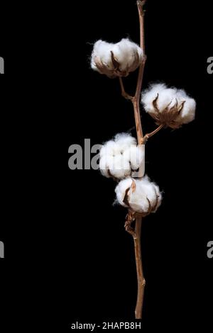 Branche de coton isolée sur fond noir Banque D'Images