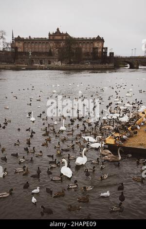 Grande colonie d'oiseaux aquatiques hivernants, cygnes, canards et autres oiseaux aquatiques se nourrissant sur l'eau en hiver dans le parc de la ville de Stockholm.Nourrir les oiseaux Banque D'Images