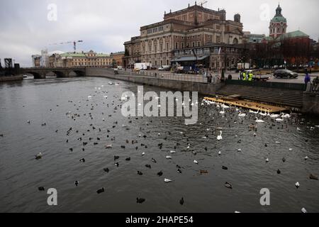 Grande colonie d'oiseaux aquatiques hivernants, cygnes, canards et autres oiseaux aquatiques se nourrissant sur l'eau en hiver dans le parc de la ville de Stockholm.Nourrir les oiseaux Banque D'Images