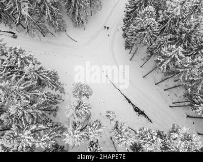 Vue aérienne de la forêt d'hiver en Suède.Arbres et sol recouvert de neige Banque D'Images