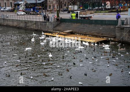 Grande colonie d'oiseaux aquatiques hivernants, cygnes, canards et autres oiseaux aquatiques se nourrissant sur l'eau en hiver dans le parc de la ville de Stockholm.Nourrir les oiseaux Banque D'Images