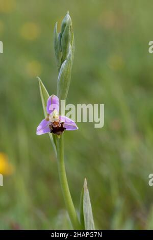 Orchidée d'abeille (Ophrys apifera) une fleur en fleur Banque D'Images