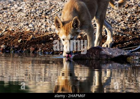 Gros plan sur l'eau potable d'un chien Dingo Banque D'Images