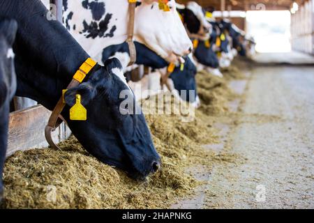 Élevage de grandes vaches, vaches mangeant du foin dans le cowshed, concept animal et alimentaire Banque D'Images