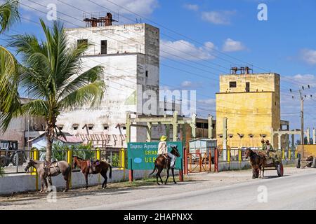 Mules en face de la plante agricole le long de la route centrale / CC / Central, route ouest-est couvrant la longueur de l'île de Cuba Banque D'Images