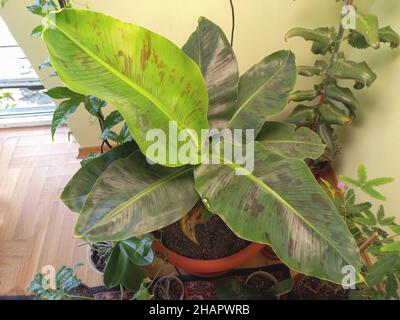 Plante de banane cavendish nain poussant à l'intérieur avec d'autres plantes tropicales. Banque D'Images