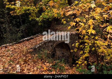 Paysage d'automne dans un pont lapidé et feuilles d'érable jaune sur le sol.Drakos pont médiéval Chypre Banque D'Images