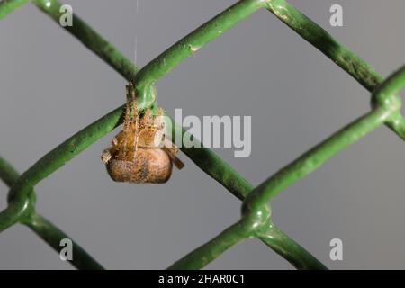 Gros plan d'une araignée de jardin européenne ou d'une araignée croisée (Araneus diadematus) sur une clôture de jardin verte Banque D'Images