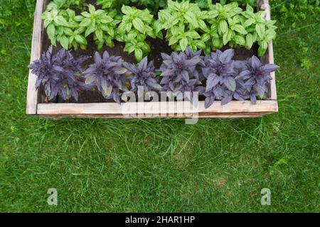 Gros plan de basilic violet et vert croissant sur un lit de fleurs dans le jardin, vue du dessus. Feuilles de basilic. L'assaisonnement parfumé pousse dans un lit de jardin. Jeune, fraîchement cultivé basilic au soleil.photo de haute qualité Banque D'Images